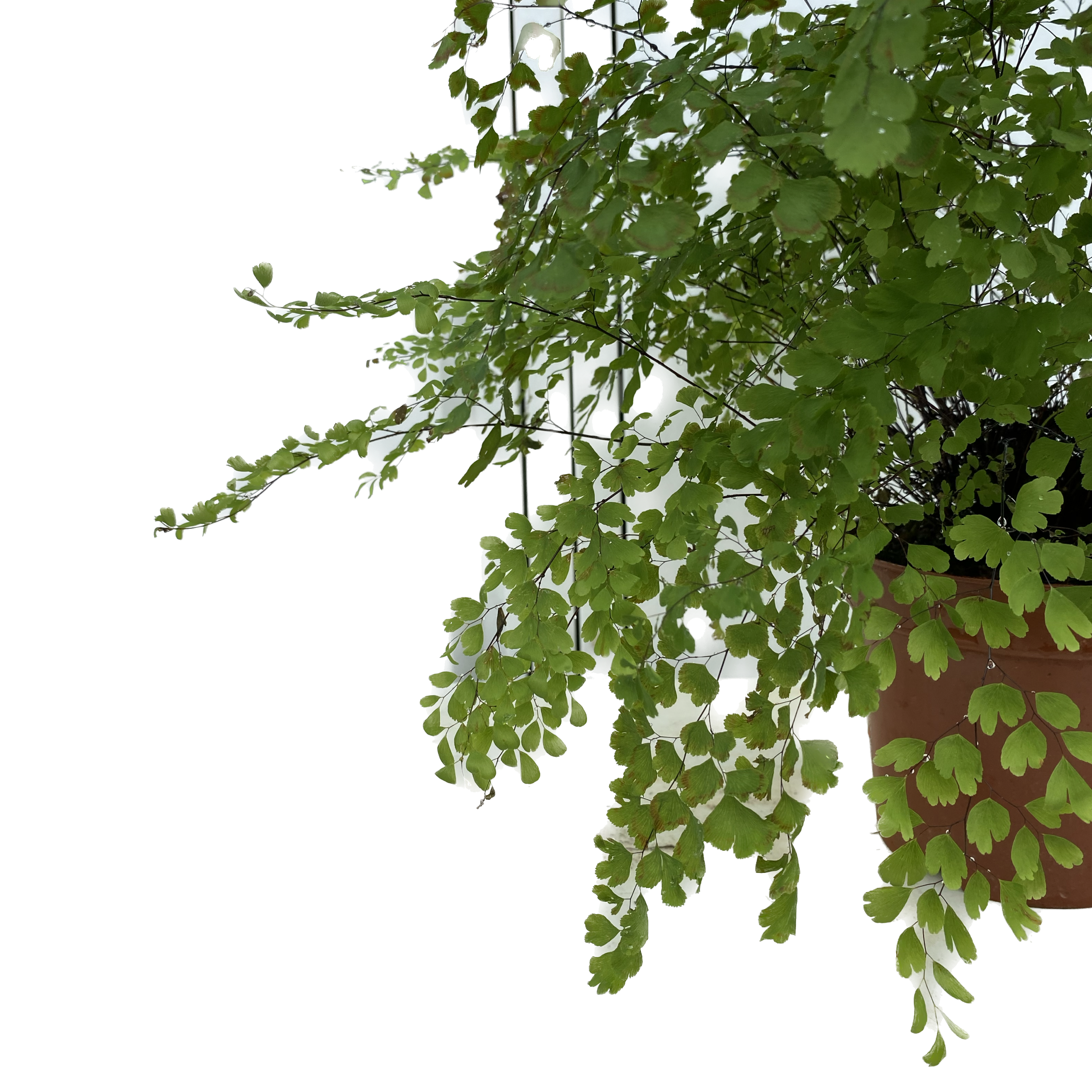 Adiantum capillus-veneris