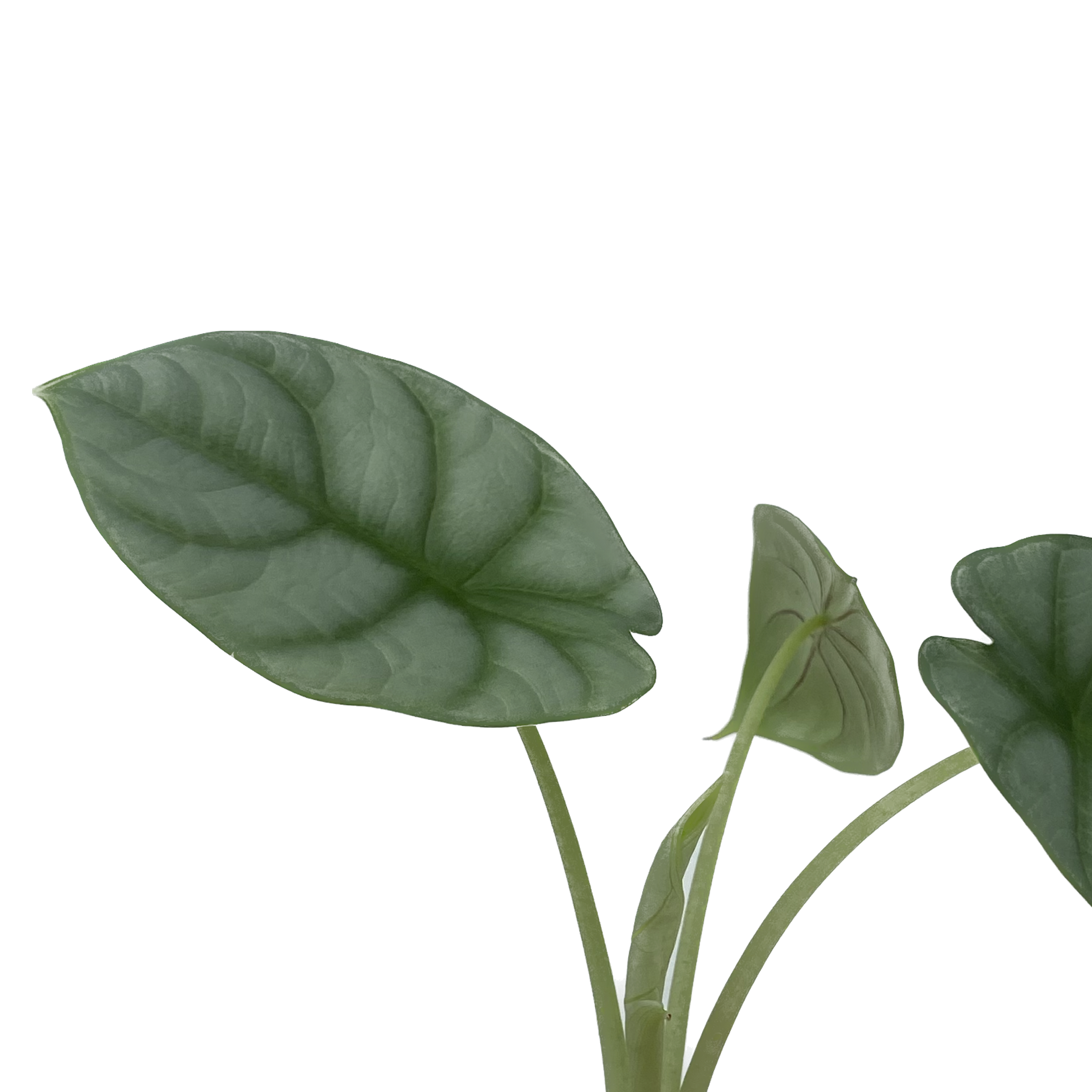 Alocasia baginda ‘Silver Dragon’