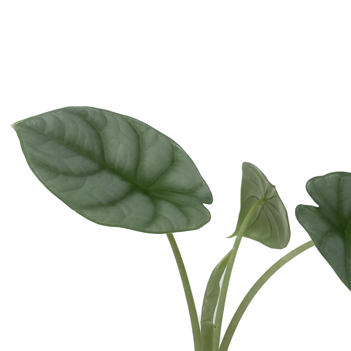 Alocasia baginda ‘Silver Dragon’