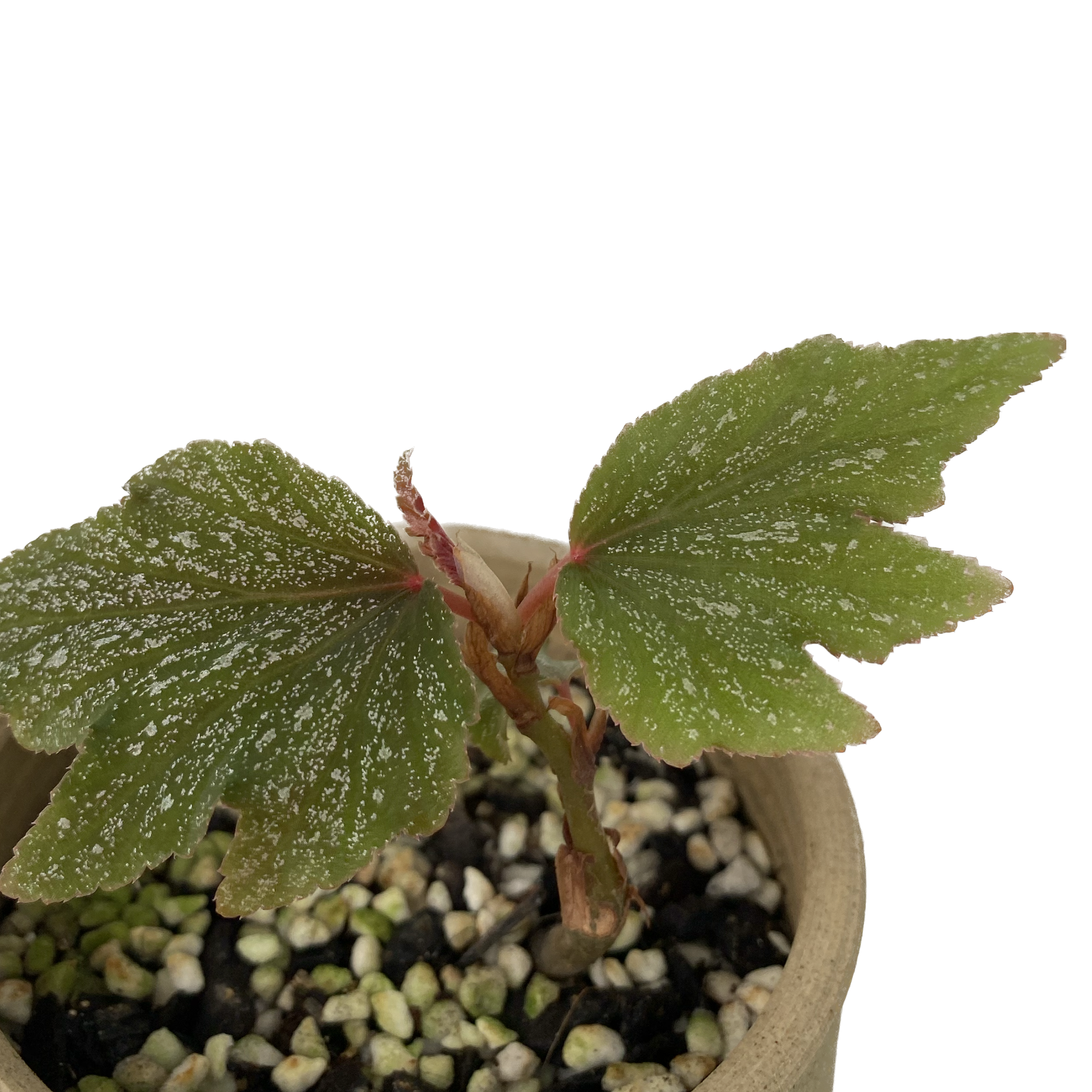 Begonia ‘Sierra Gentle Rain’