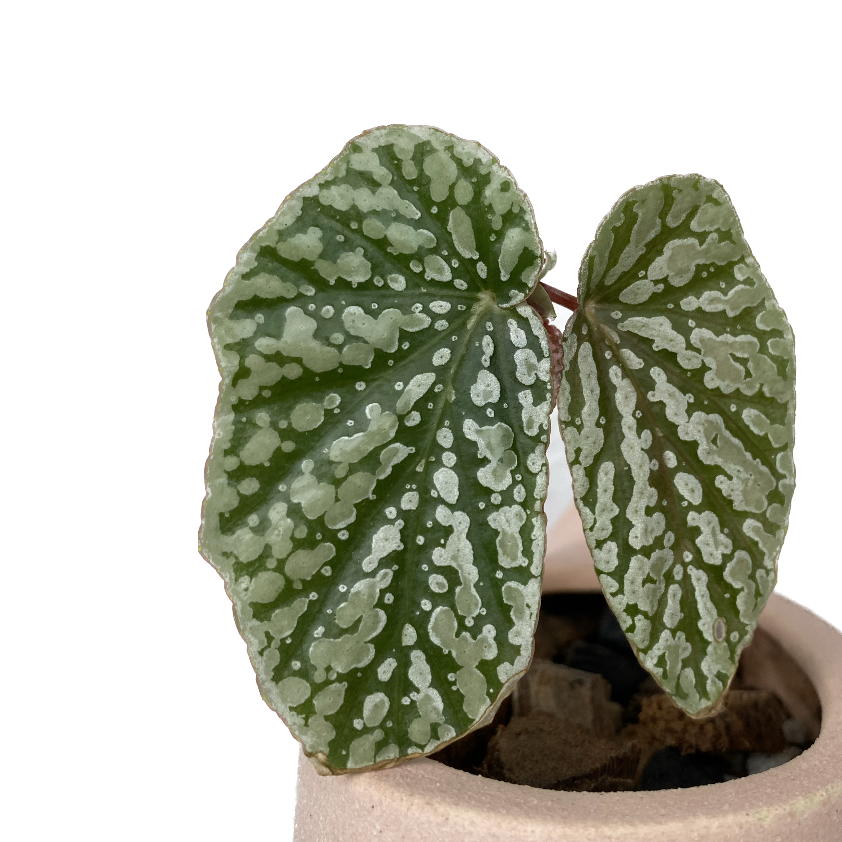 Begonia ‘Snow Capped’