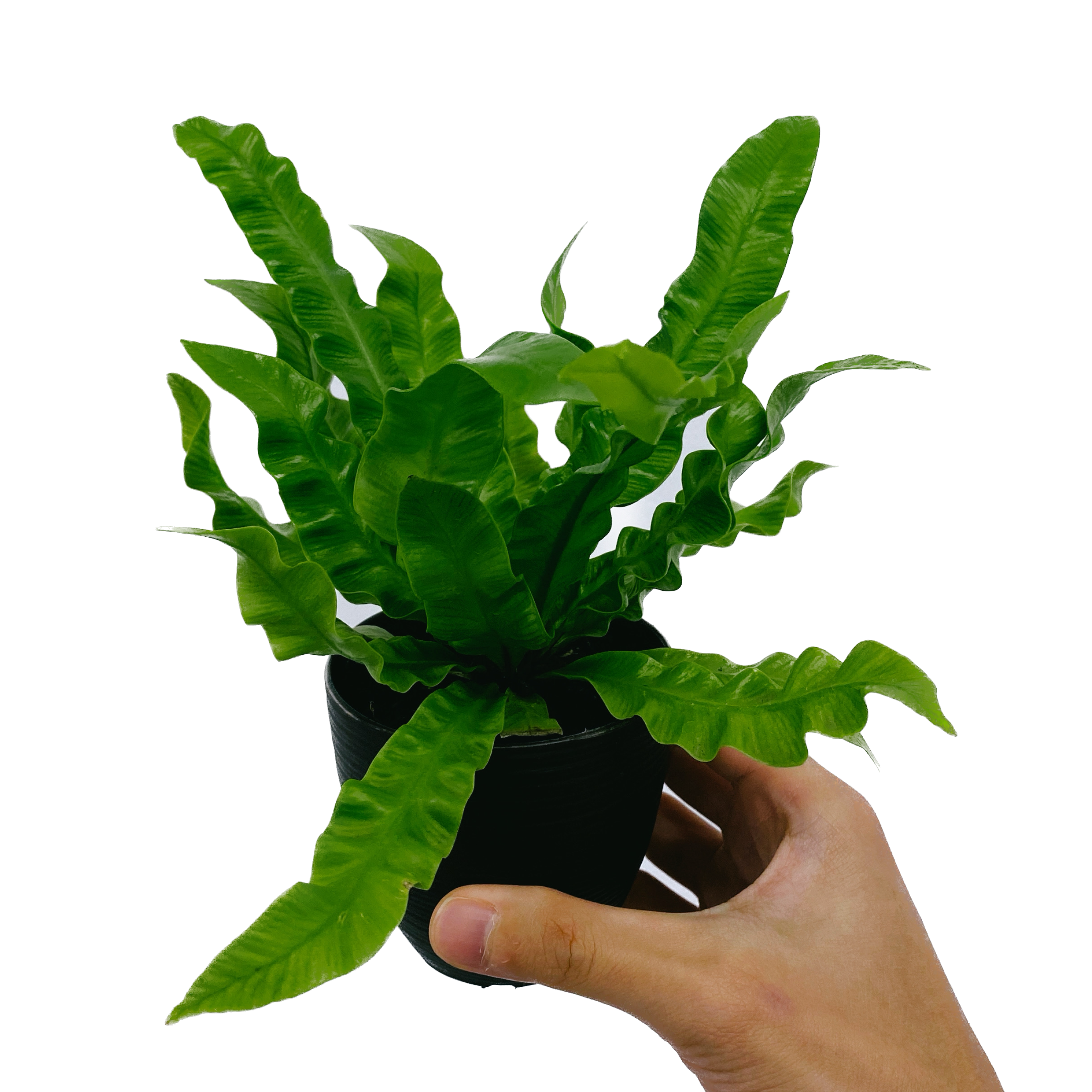 Asplenium nidus ‘Crispy Wave’