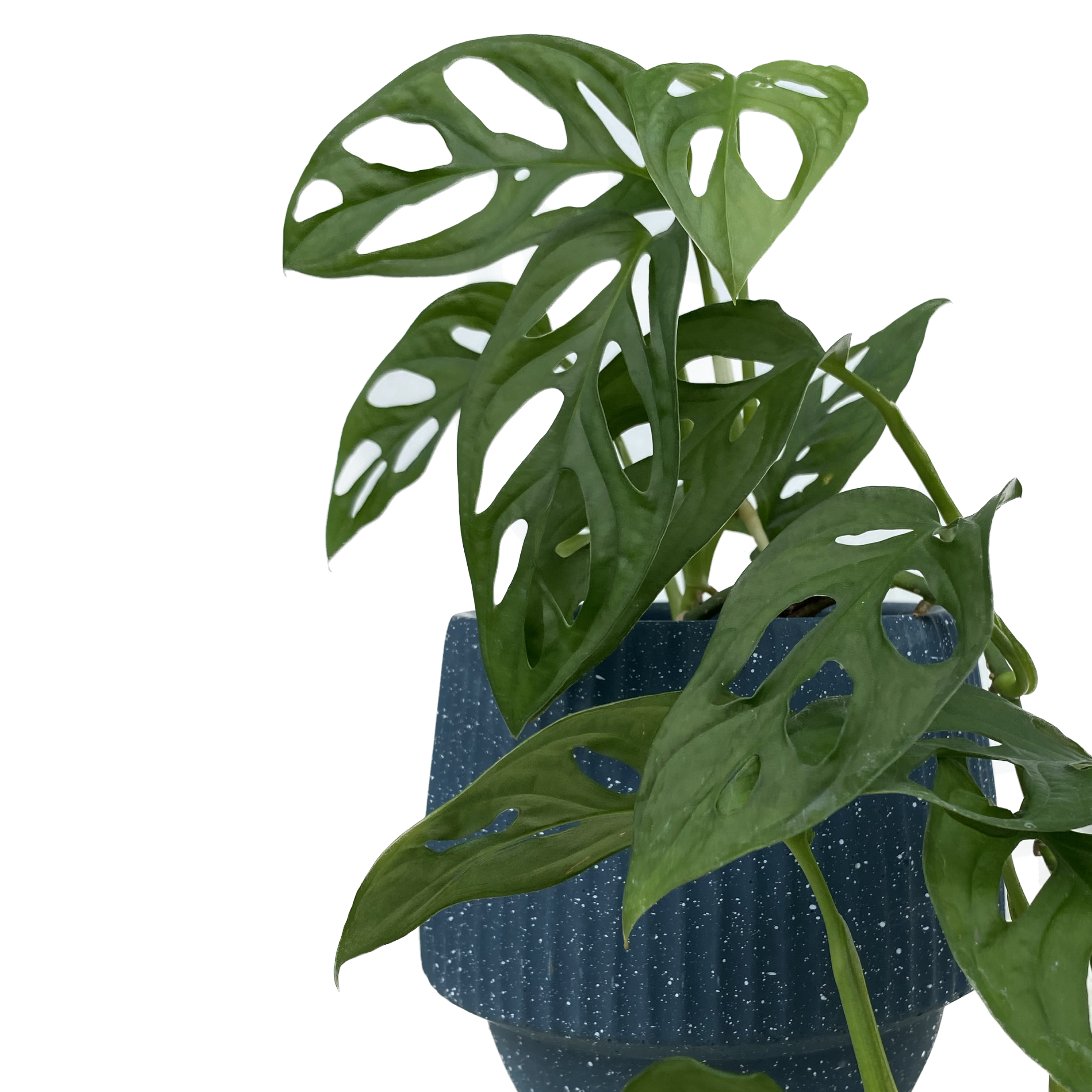 Monstera acuminata