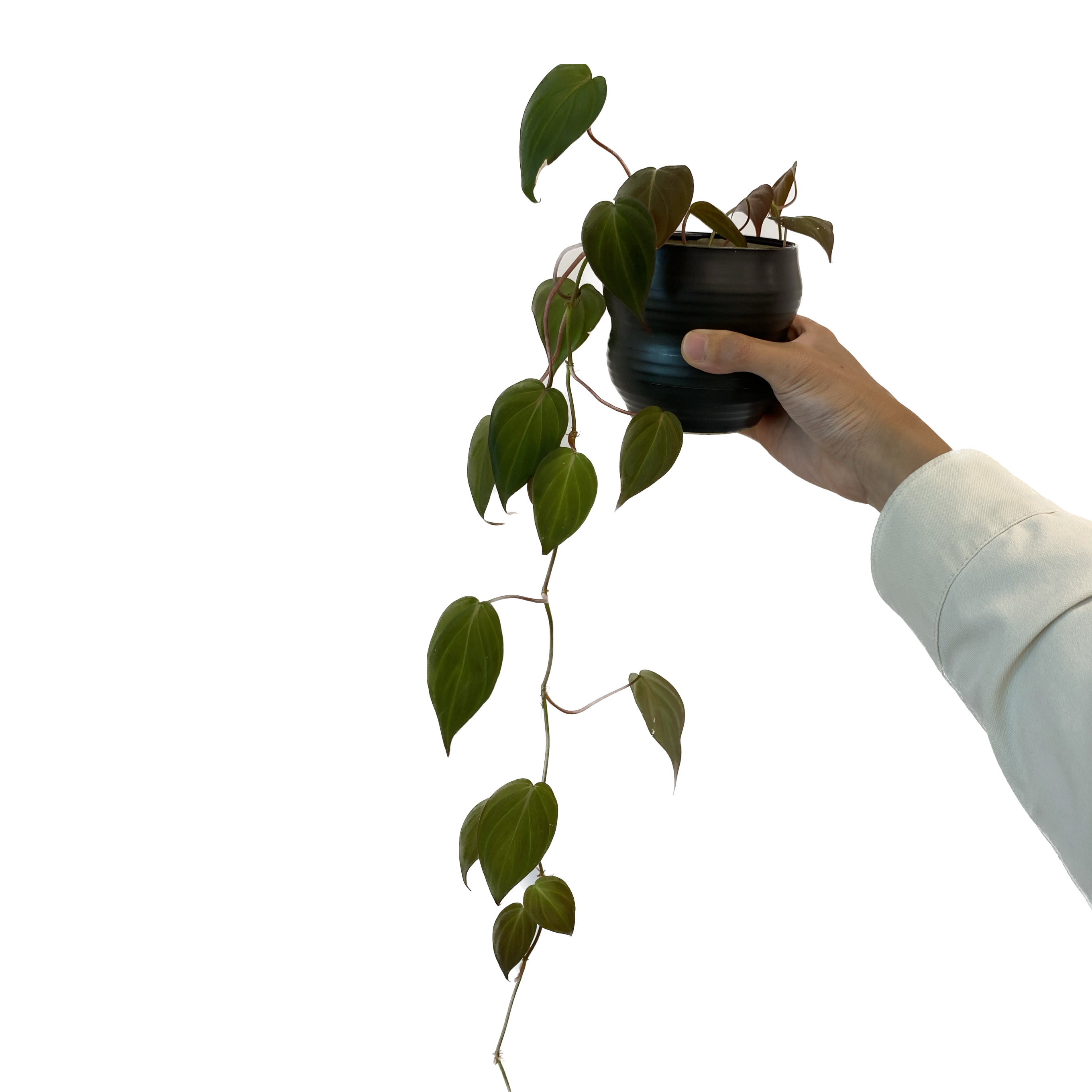 Philodendron hederaceum ‘Micans’