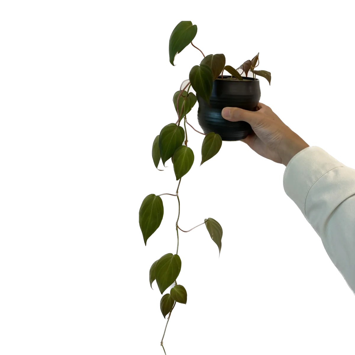 Philodendron hederaceum ‘Micans’
