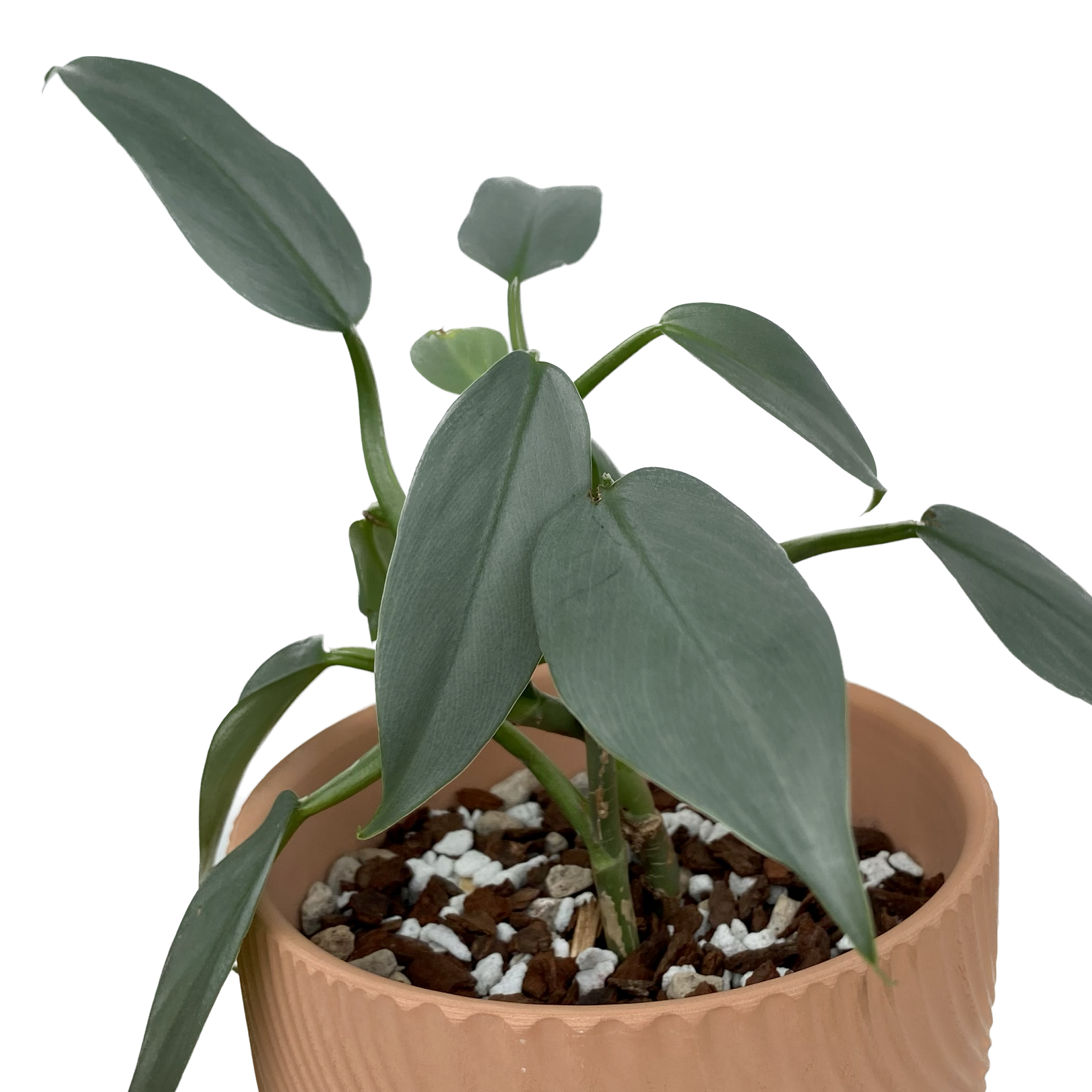 Philodendron hastatum ‘Silver Sword’
