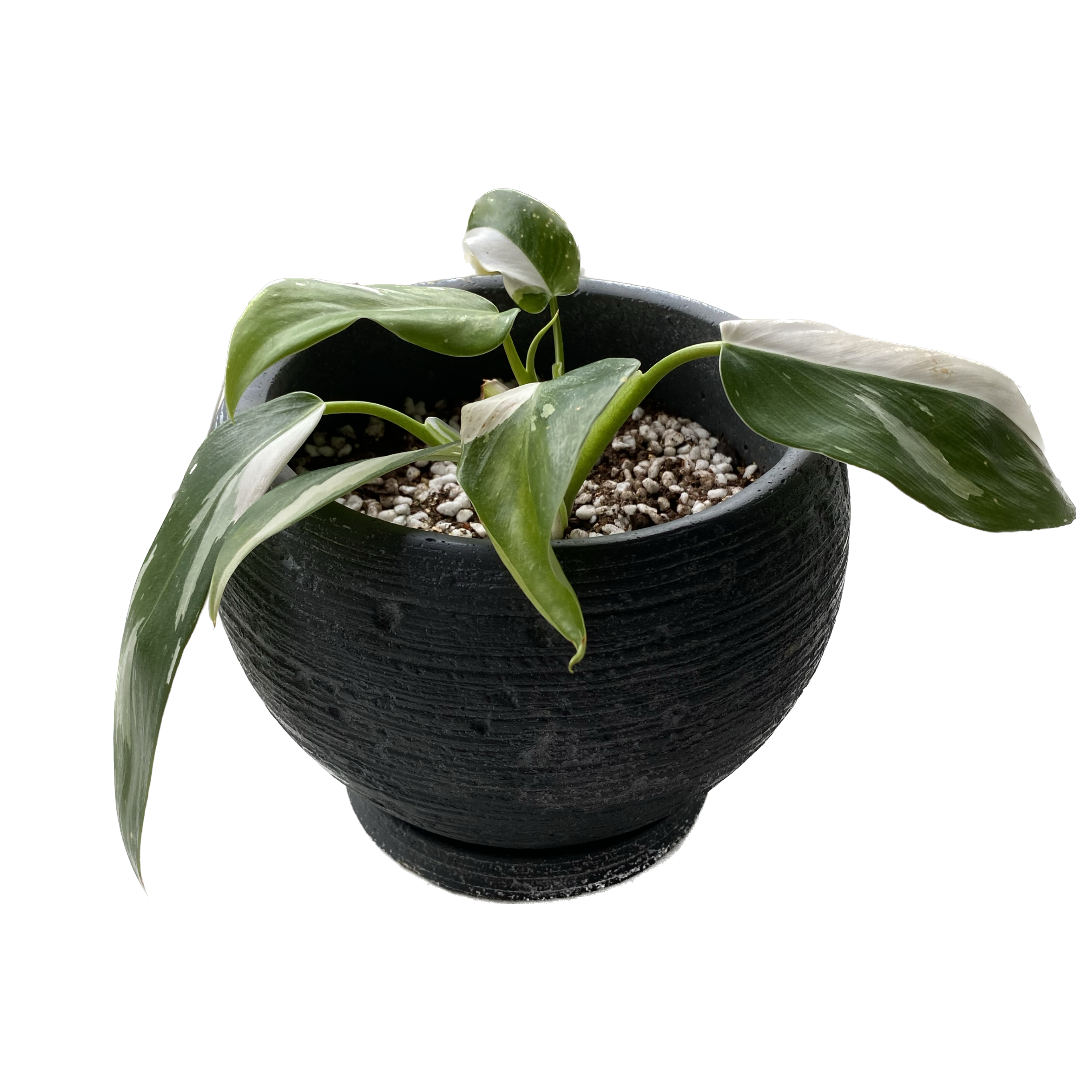 Philodendron erubescens ‘White Wizard’