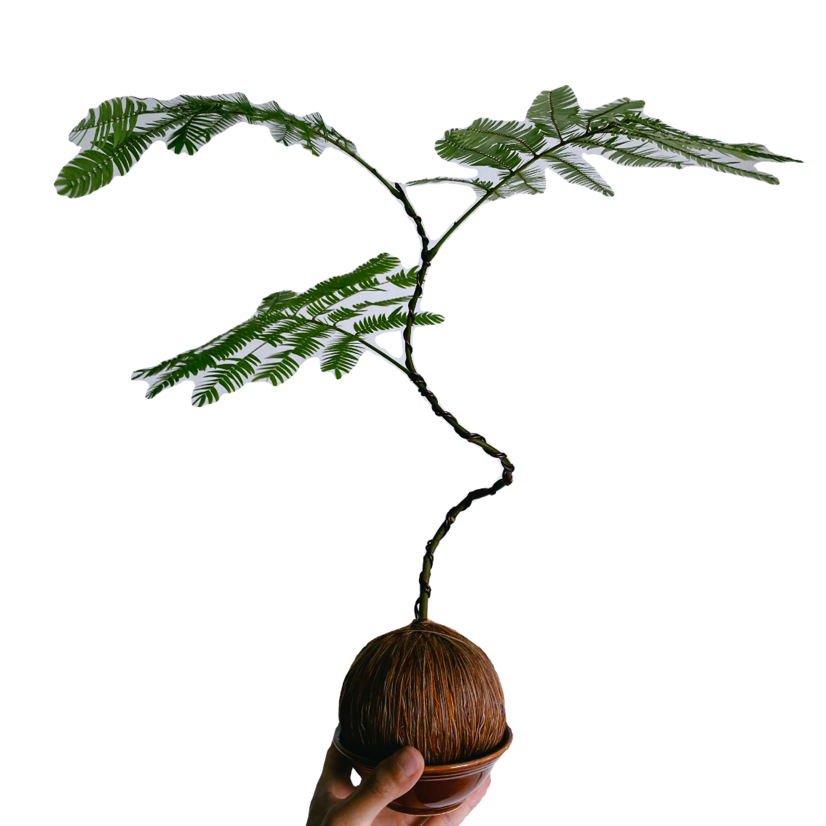 Pithecellobium Confertum